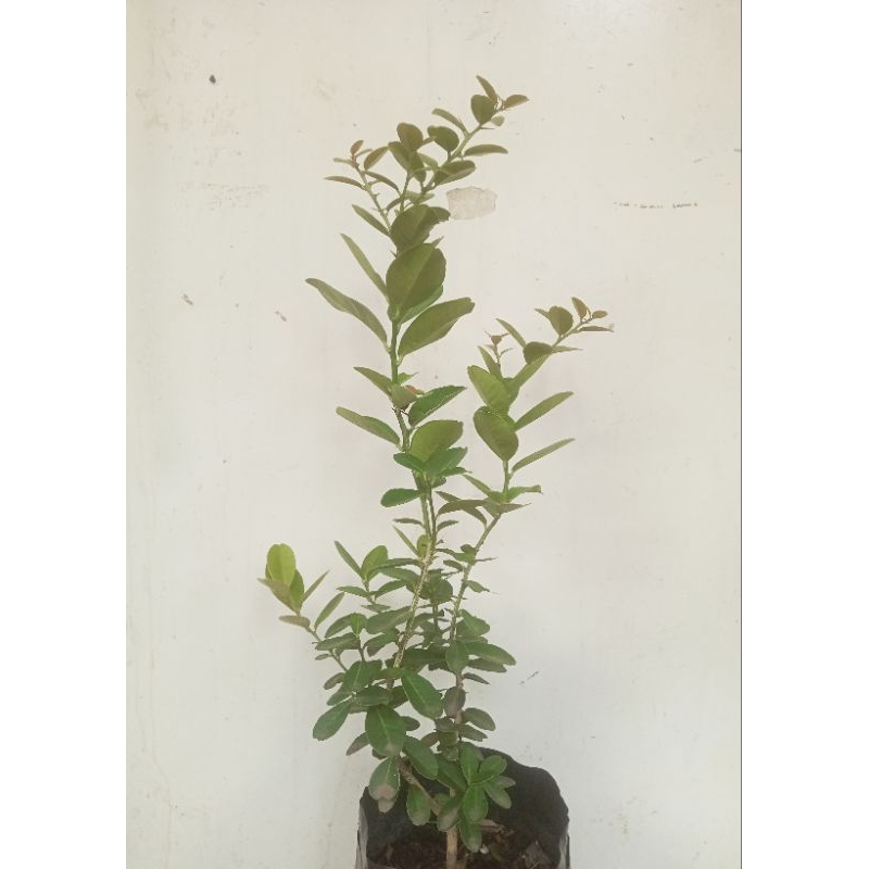 Severinia Buxifolia - kingkit hitam