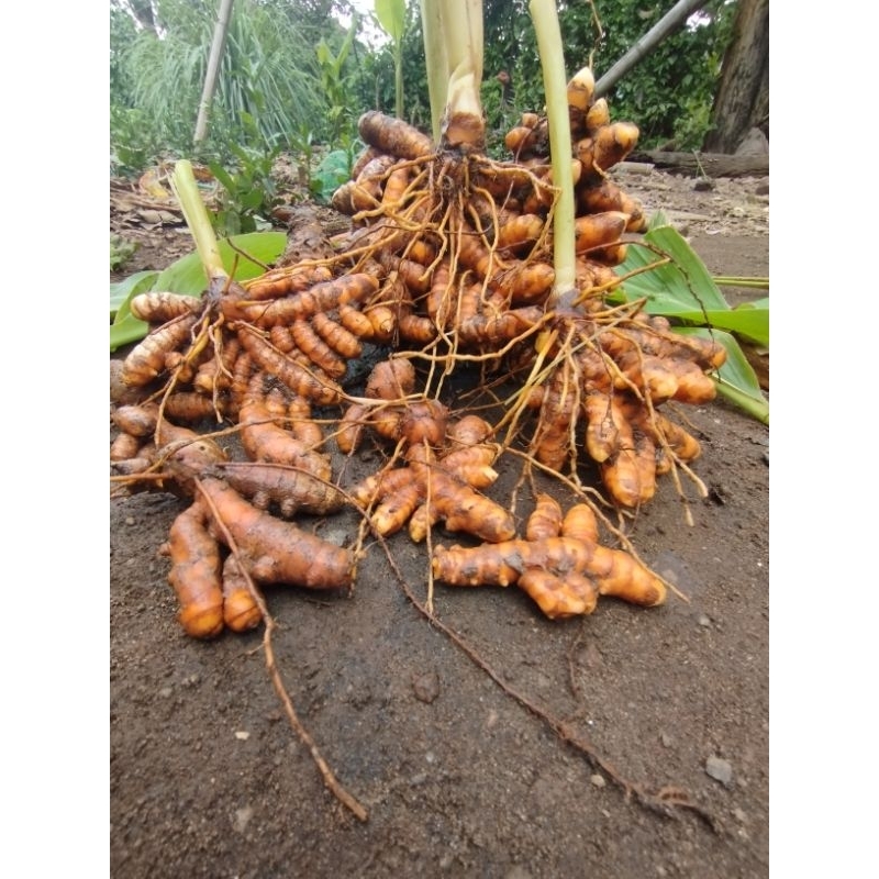 

kunir kuning fresh 1kg