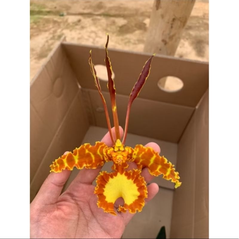 ANGGREK ONCIDIUM MARIPOSA SPECIAL DEWASA SIAP BERBUNGA - BUNGA ANGGREK ONCIDIUM DEWASA