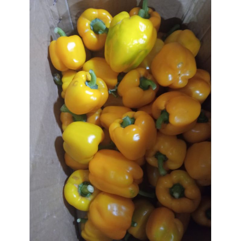 

paprika kuning segar