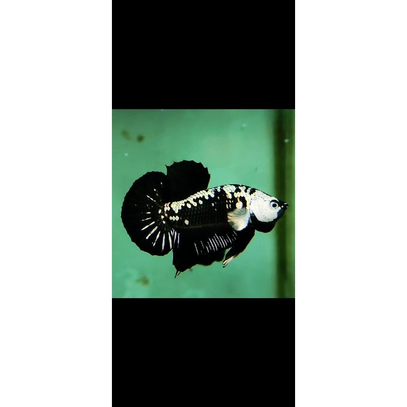 IKAN CUPANG BLACK MAMBA