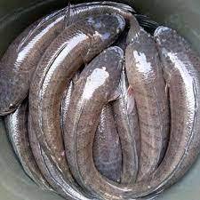 

Ikan Gabus Segar hidup