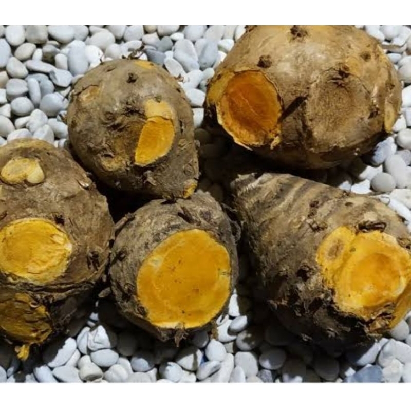 

Empu temulawak induk temulawak biang temulawak 1 kg-az