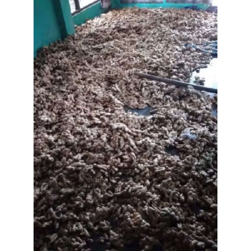 

Temu putih segar 1kg organik