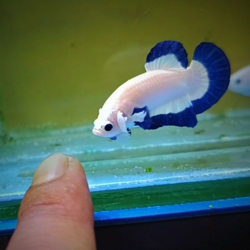 HIASAN AQUARIUM CUPANG BLUE RIM GRADE A+