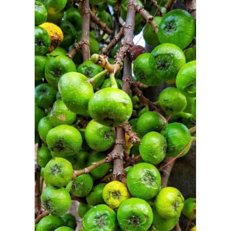 

Buah loa segar atau buah ara alami dari hutan 500 gram