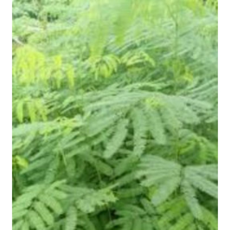 paket 10 pohon bibit lamtoro/petai cina