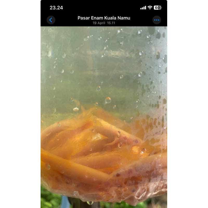 Palmas senegalus  Albino