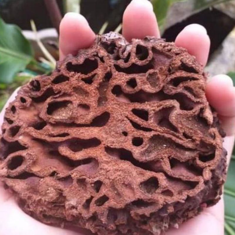 

Sarang semut asli Papua 500 gram ( kering dan bersih )