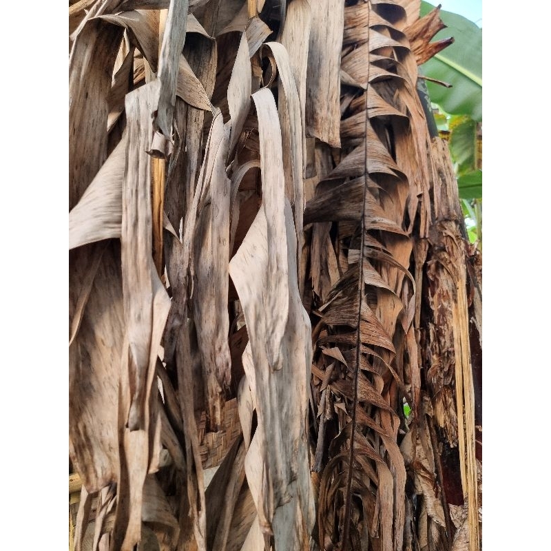 

DAUN PISANG KERING, DAUN KLARAS