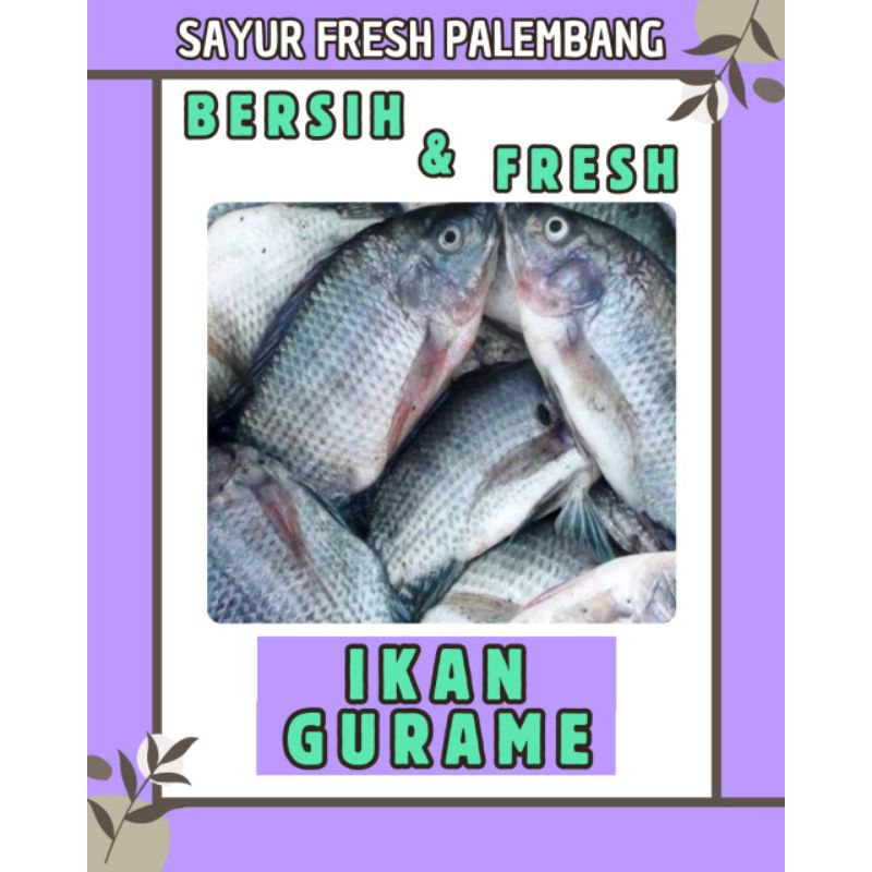 

IKAN GURAME FRESH & BERSIH - PALEMBANG