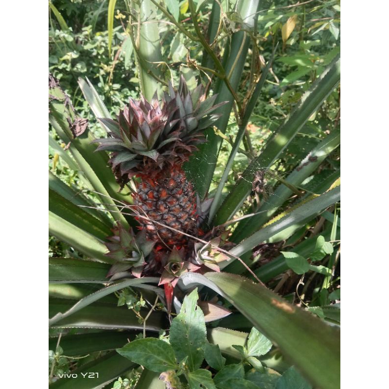 

nanas hijou muda segar 500/gram