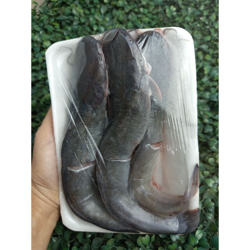 

Ikan Lele murah 500gram