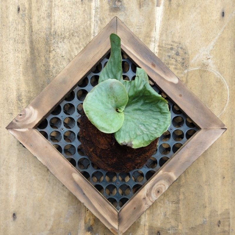 Platycerium Wandae Dari Spora DC Frame 25