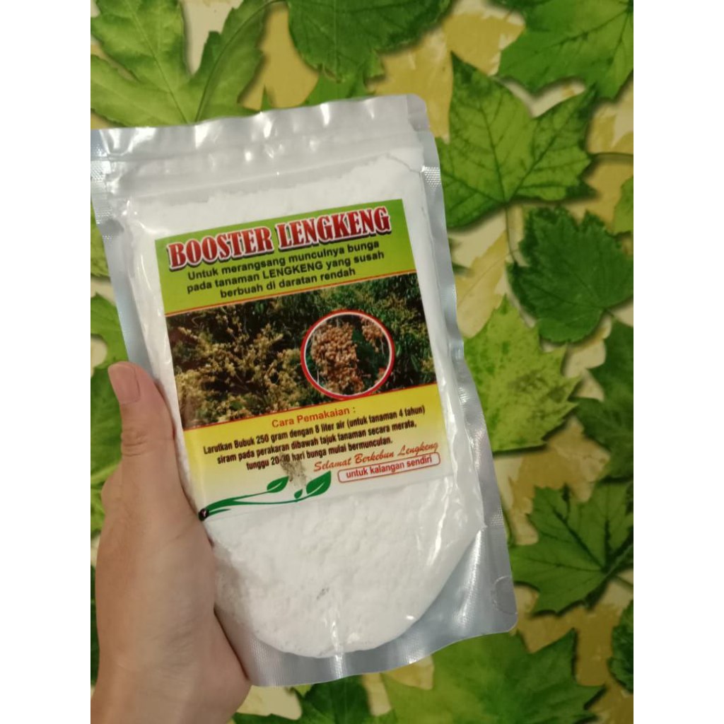 BEBAS JAMUR  Boster Kelengkeng Cangkok, Boster Kelengkeng Cangkok Batang Besar Berbuah, Boster Kelen