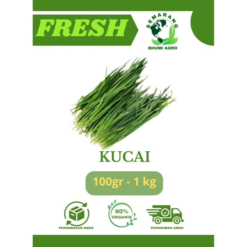

Sayur Kucai Segar & Organik | BHUMI AGRO