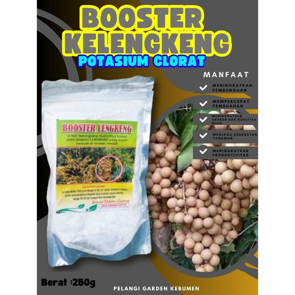 UNGGULAN  Boster Kelengkeng Siap Berbuah, Boster Kelengkeng Stek, Boster Kelengkeng Terbaik 250 gram