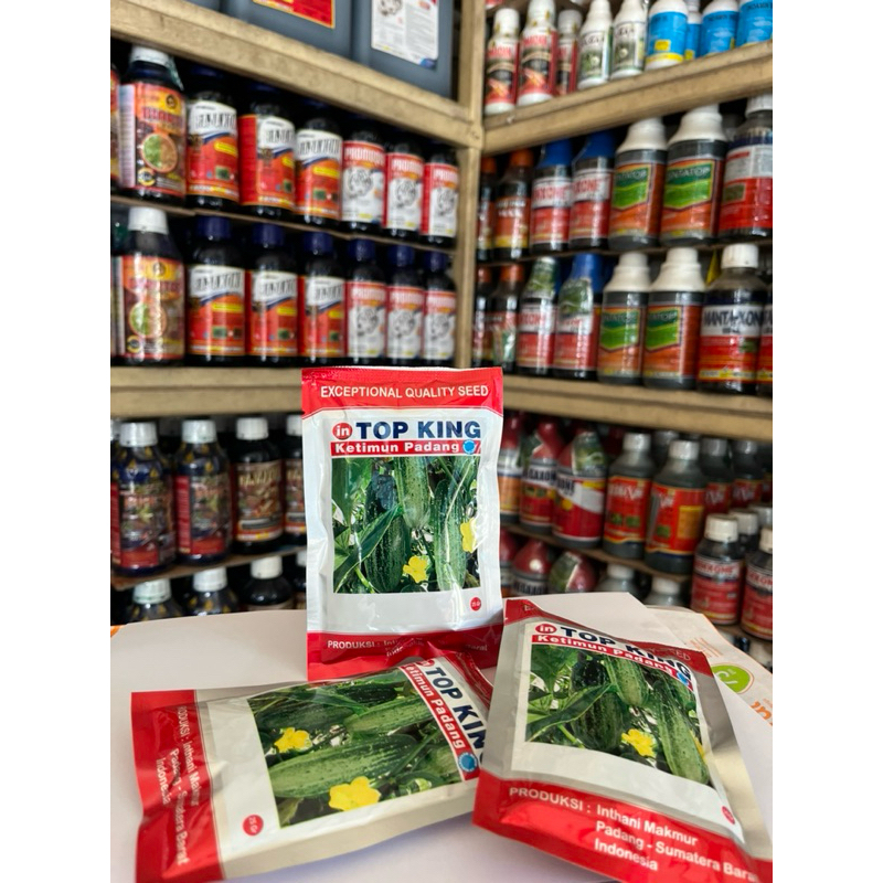 BIBIT TIMUN TOPKING / TIMUN PADANG
