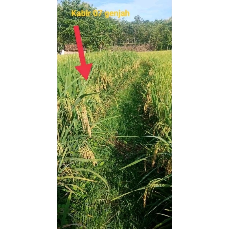benih padi kabir 07