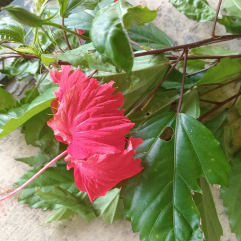 

Jual daun kembang sepatu segar petik langsung organik 500 gram