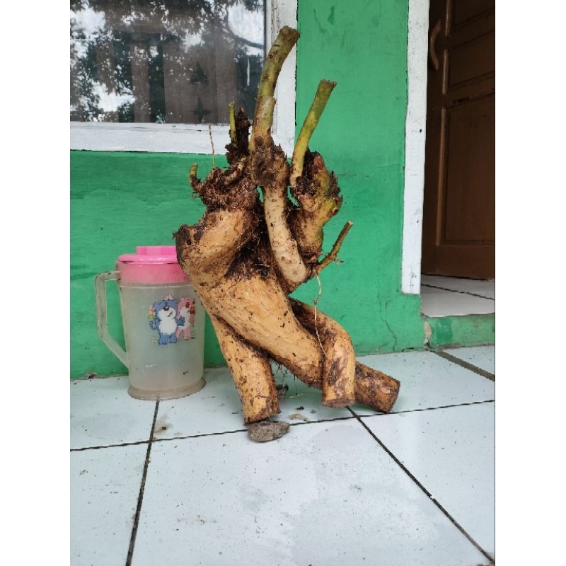 bahan bonsai serut berkarakter unik