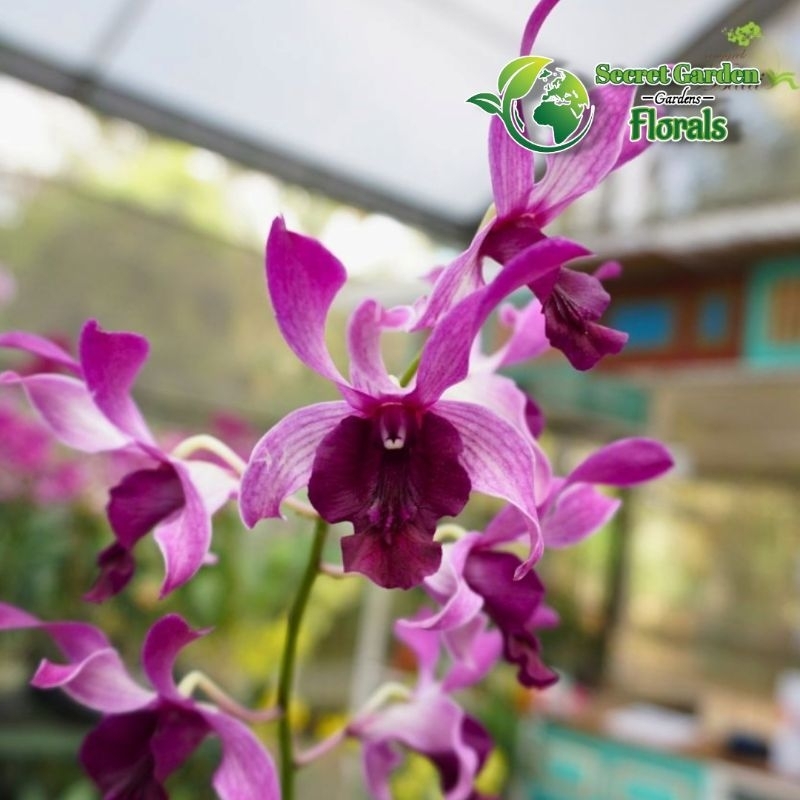 Anggrek Dendrobium ( Indonesia Raya Red ) Remaja