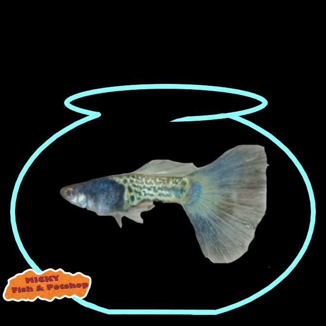 Guppy MSSBT Blue Metal Snake Skin Blue Tail Indukan Jantan Grade