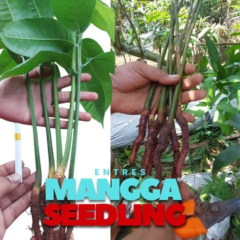 6 SEEDLING/ROOTSTOCK MANGGA|| mangga dari biji