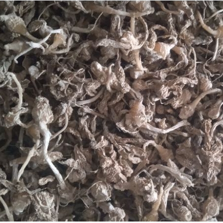 

KUNCI PEPET KERING Original - Varian isi 250 Gram ( sudah di cuci bersih sebelum di keringkan )