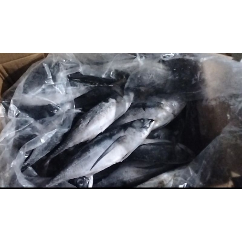 

Ikan tengkek / sarisi