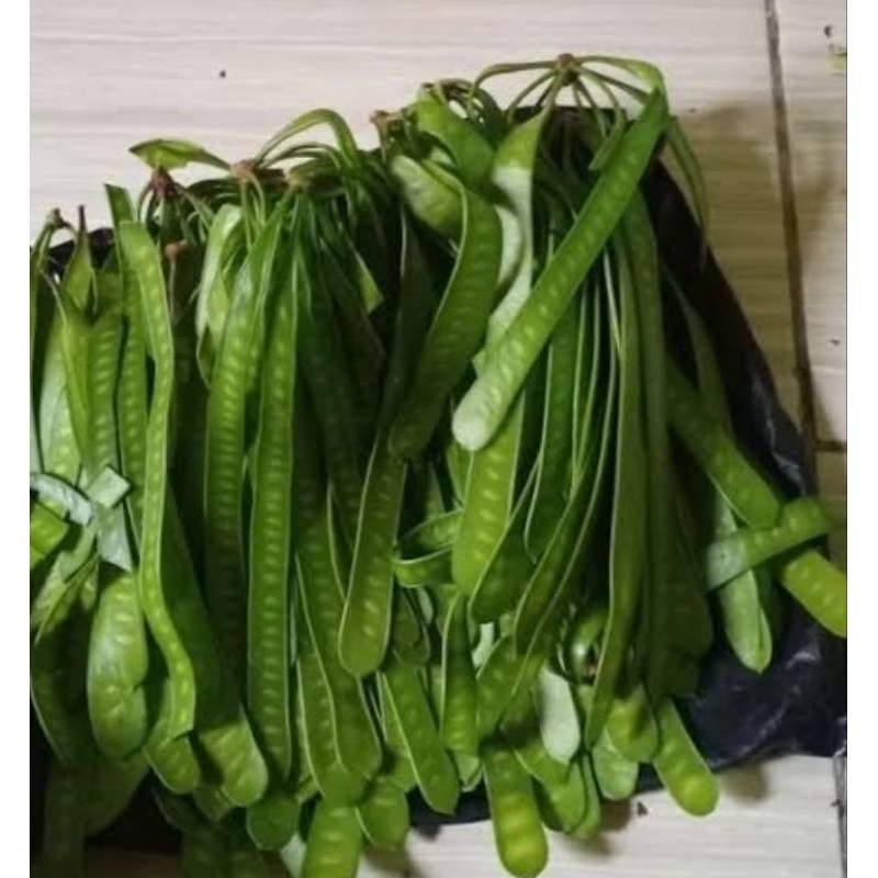 

Lamtoro muda segar petai cina muda segar per 2 ikat