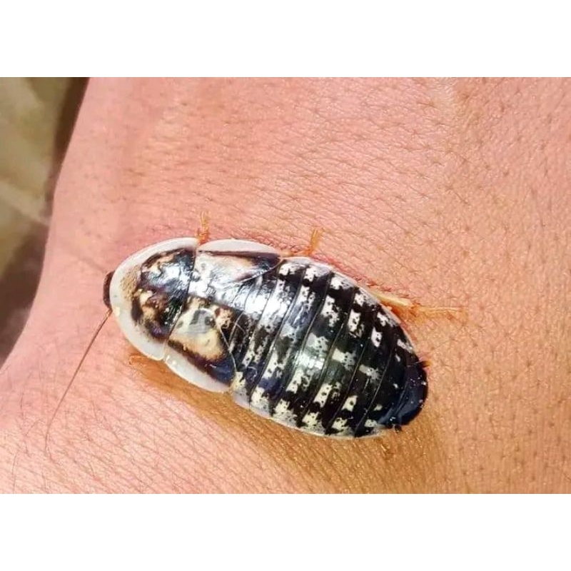 Paket promo indukan dubia betina isi 50ekor bonus 10ekor pakan reptil ikan predator arwana chana dll