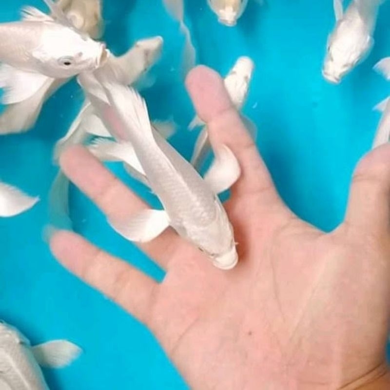 Ikan Hias Koi Platinum Size 7-8 Cm