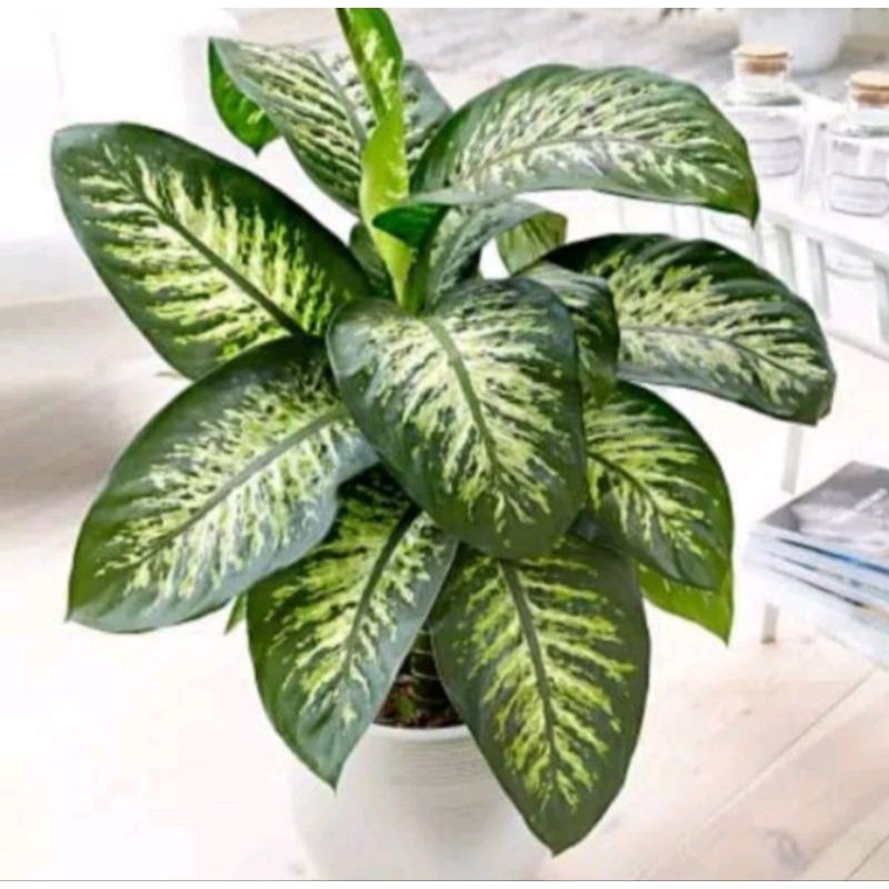 Tanaman Hias Aglonema Diven Zebra - Aglonema Blanceng Zebra - Tanaman Hias Blanceng Zebra Dekorasi T