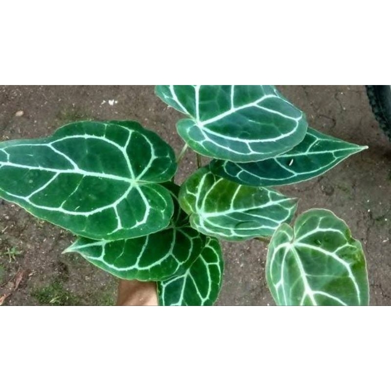 PERPOHON Tanaman Hias Anthurium Crystallinum Kuping Gajah – Daun Besar Corak Unik