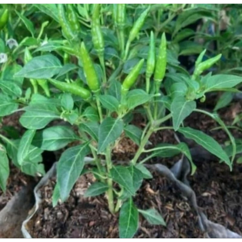pohon cabe rawit hijau