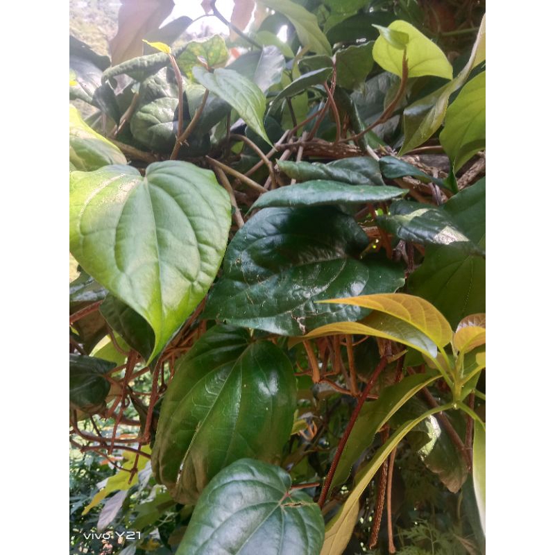 

daun sirih hijau segar 1/kg