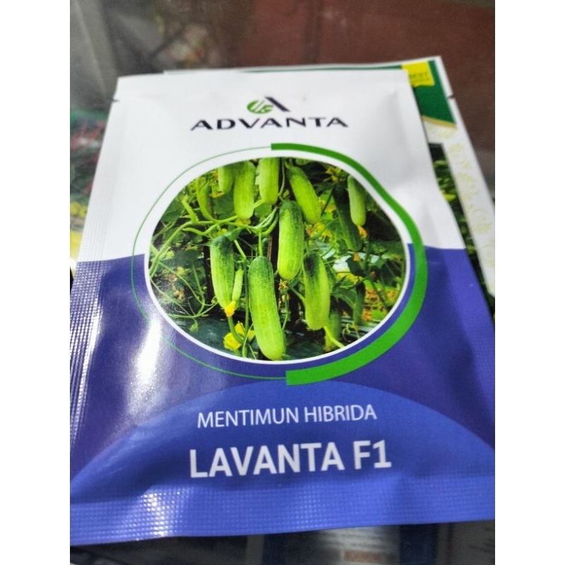 

Timun Lavanta F1
