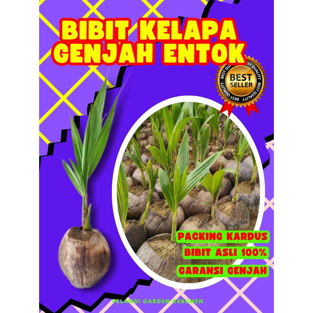 3 TAHUN BUAH..  Pohon Kelapa Kopyor Asli, Pohon Kelapa Kopyor Bogor, Pohon Kelapa Kopyor Besar