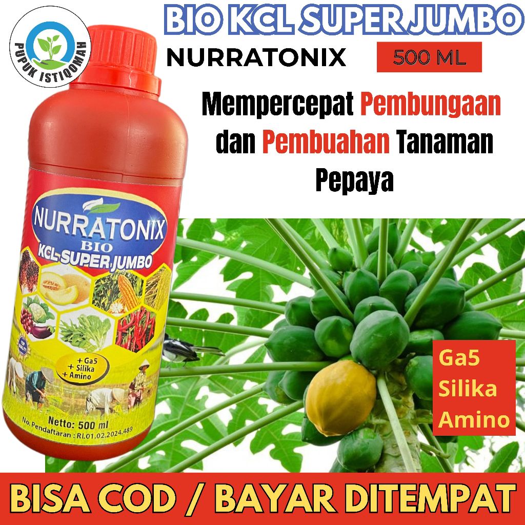 Pupuk Pelebat Buah Pepaya / Pupuk Booster Pepaya California Thailand Gantung Wulung Bangkok Super