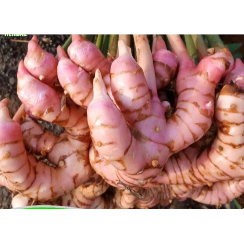 

Lengkuas laja sufer fresh 1kg