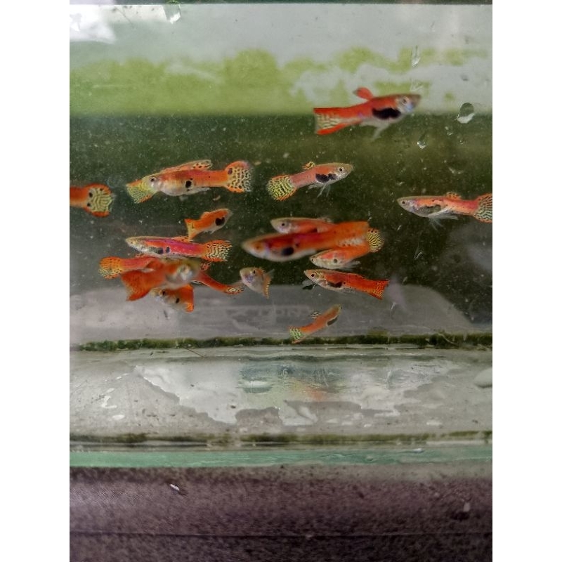 blackbar red tiger endler guppy mini