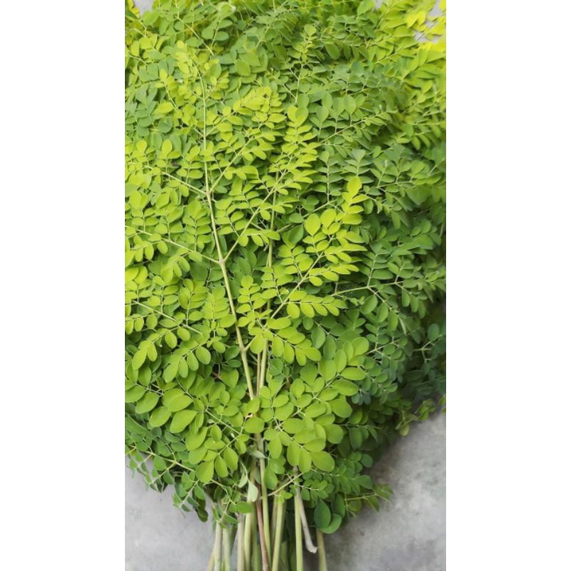 

Daun Kelor FRESH BATAM