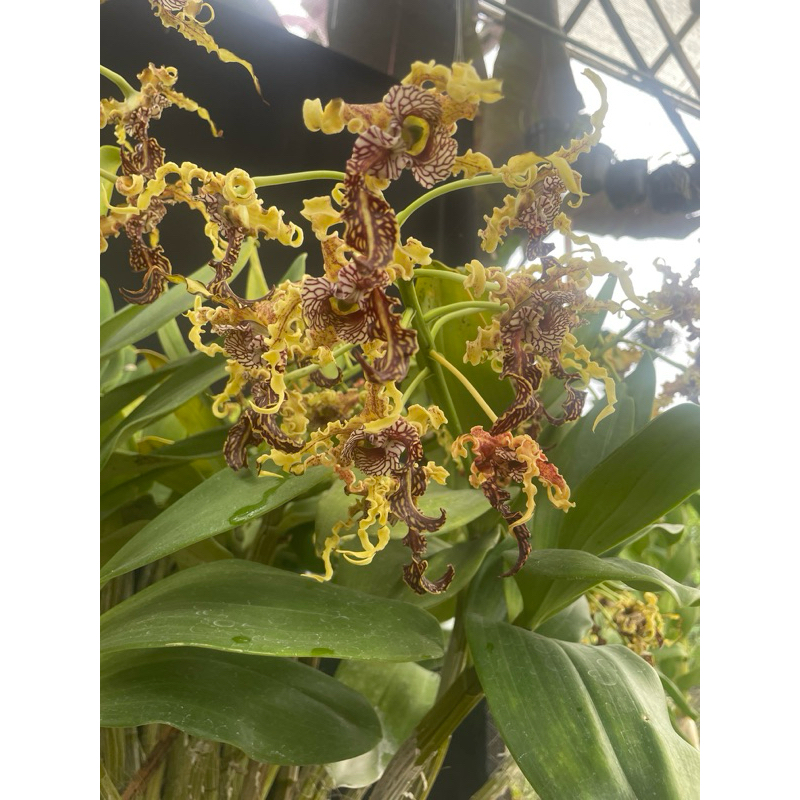 dendrobium spectabile dewasa