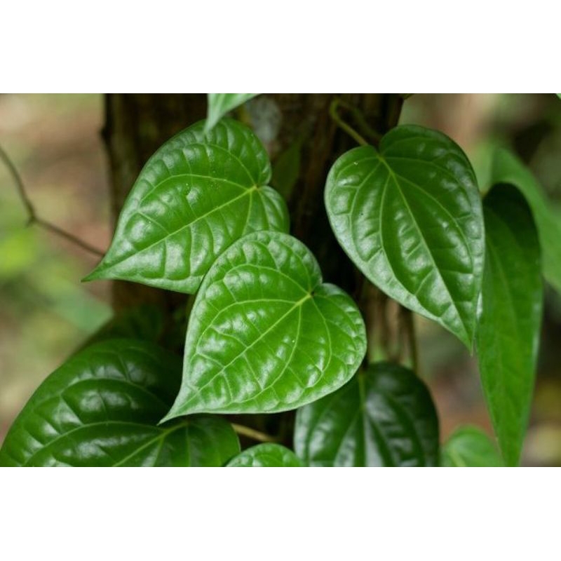 

Daun sirih herbal hijau segar per 1lembar