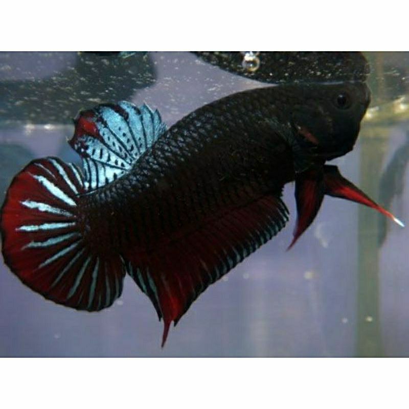 Bagan Super Cupang Bagan tempur hiasan dekorasi aquarium