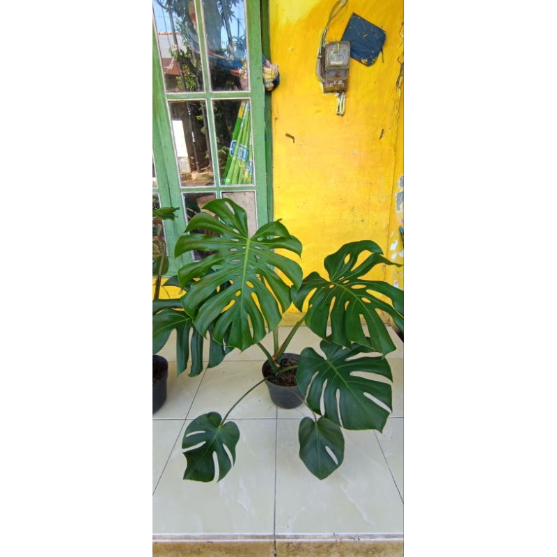 MONSTERA DELICIOSA KING JUMBO..