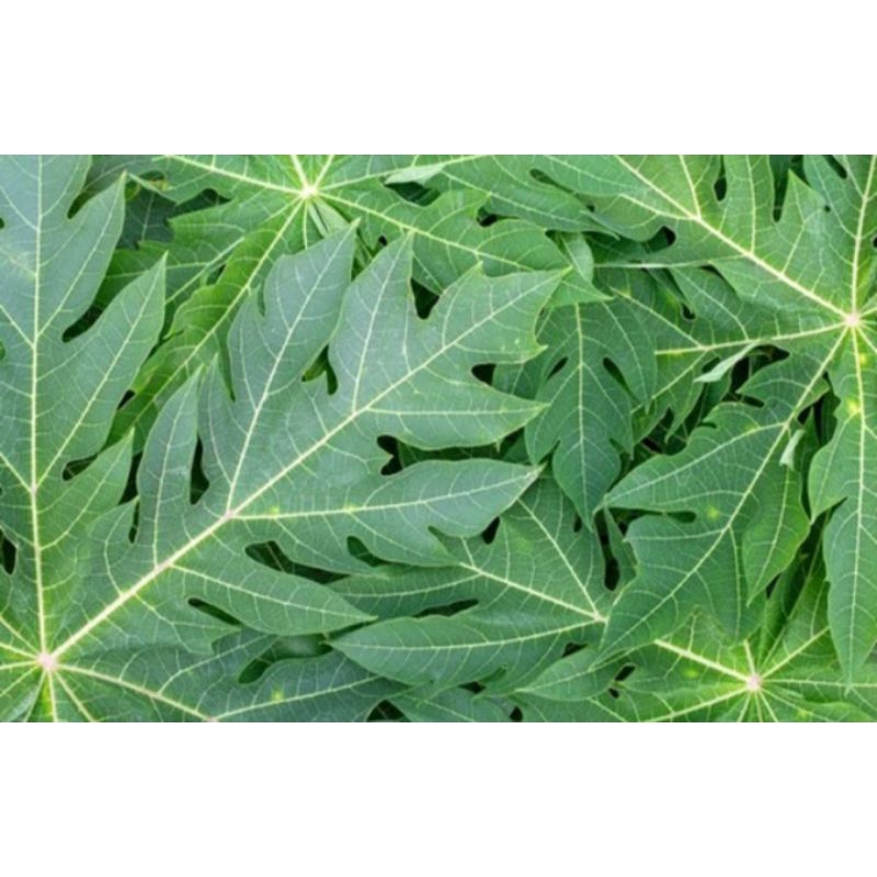 

daun pepaya segar 250 gr