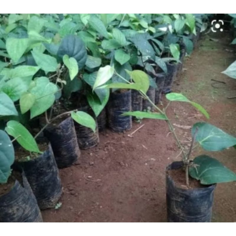 PROMO BIBIT KEMUKUS / BIBIT RINU SUPER/ KUALITAS ORIGINAL MUARAH