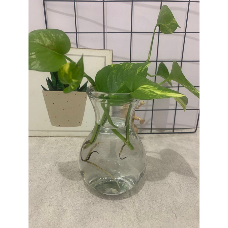 vas bunga kaca estetik 500 ml / tempat ikan cupang / tanaman air
